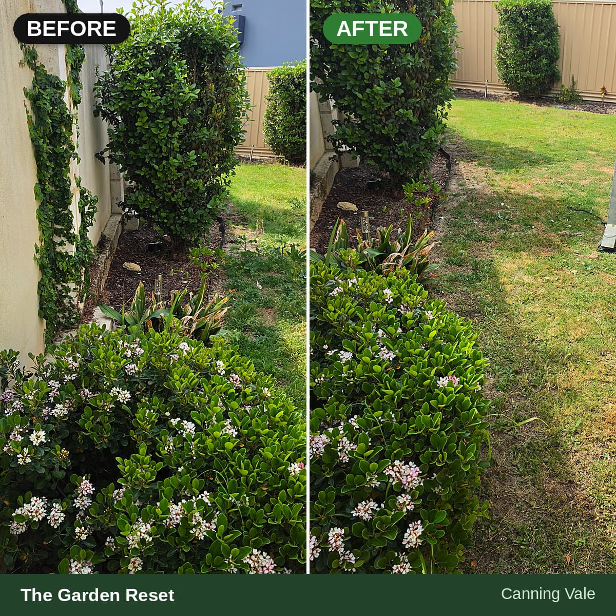 Before and after comparison of a garden reset showing cleared wall vines and tidied shrubs.